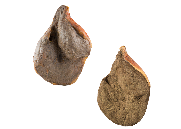 sgambato